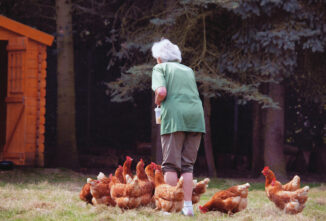 Therapy Chickens in Nursing Homes